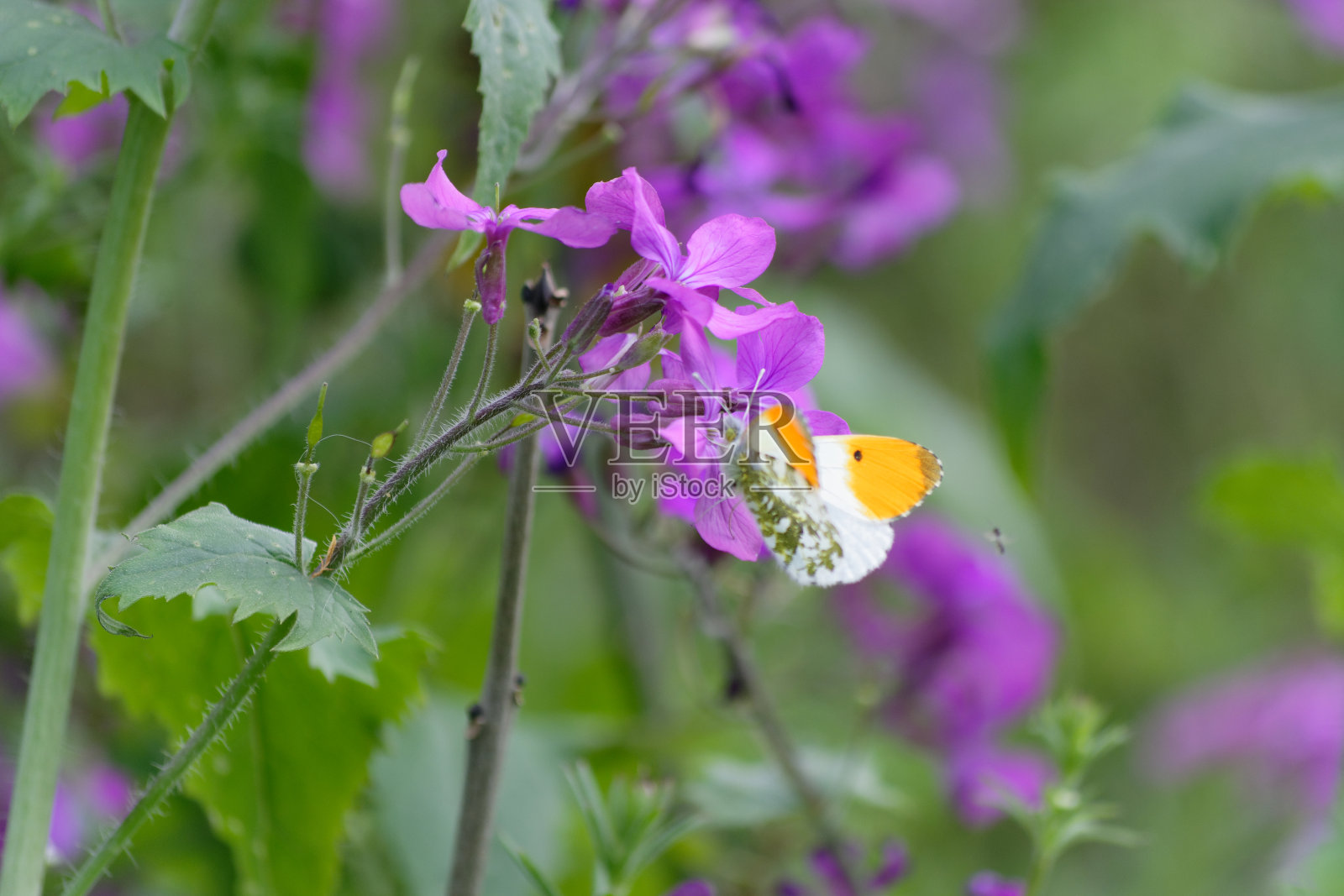 蝴蝶照片摄影图片