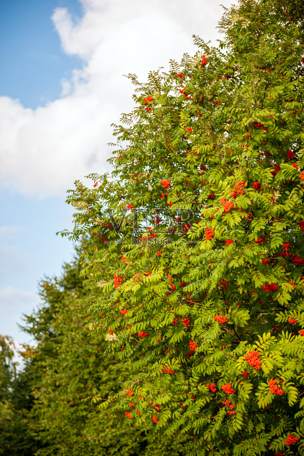 在一个阳光明媚的夏日里,阿什贝利的背景是蓝色的天空。照片摄影图片