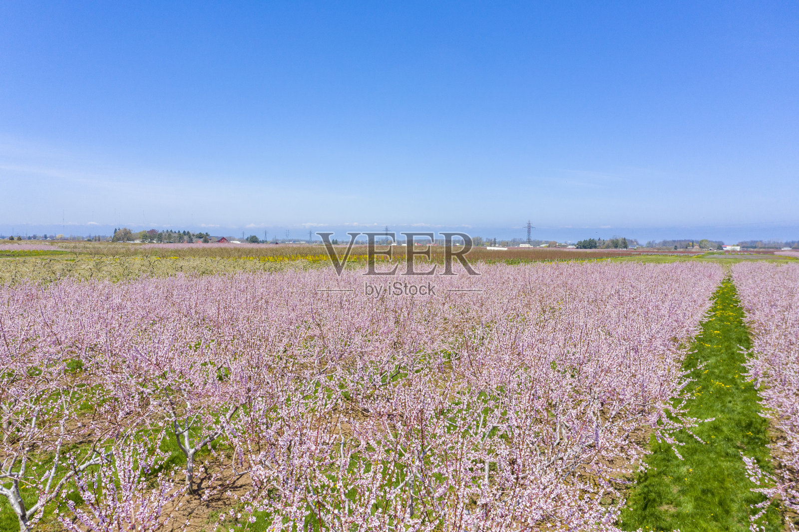 春季盛开的果园在尼亚加拉瀑布地区,安大略省,加拿大照片摄影图片