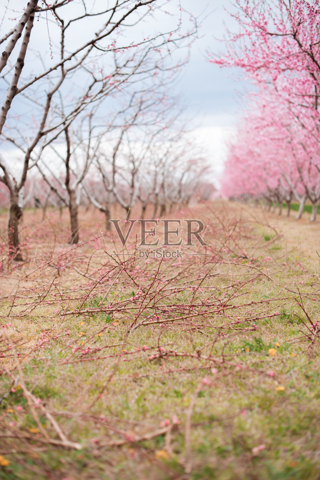 树开花果园照片摄影图片