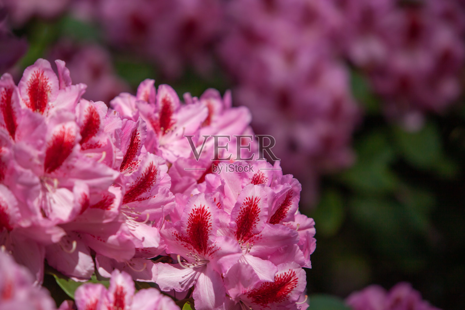 杜鹃花在阳光下合拢。背景的鲜花。照片摄影图片