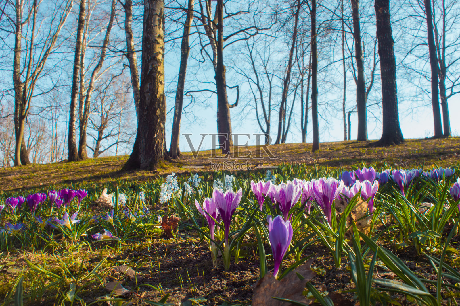 美丽的蓝色花朵在森林的空地上。小春花照片摄影图片