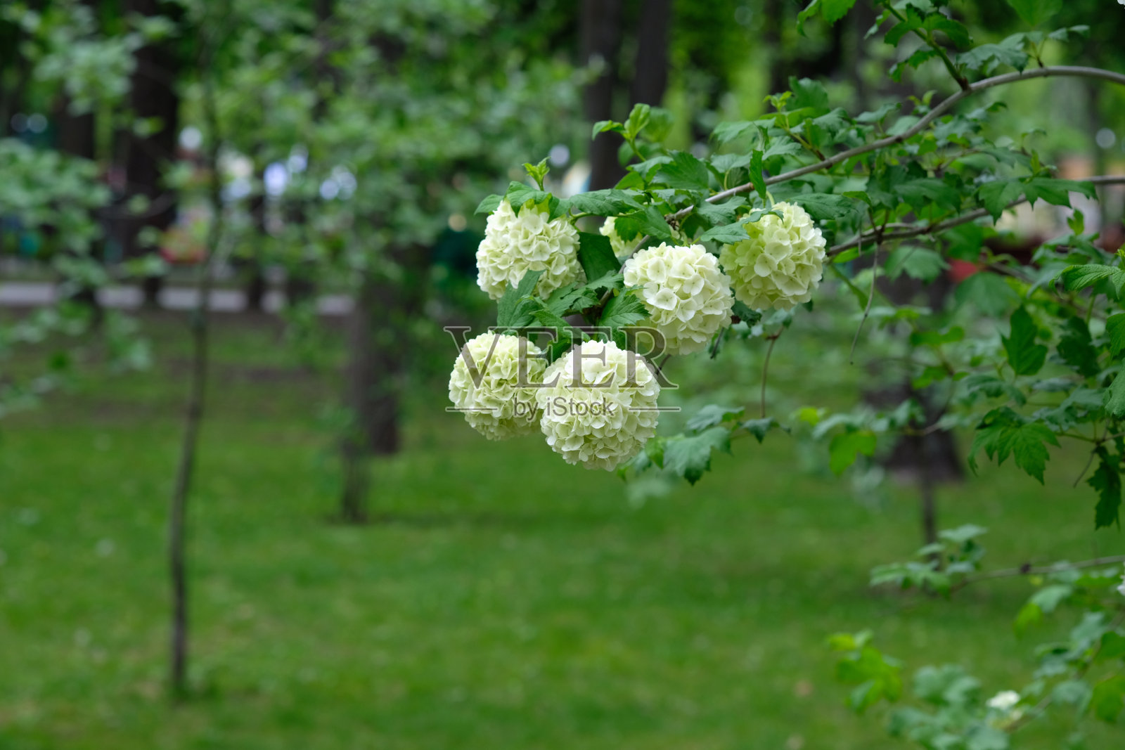 布尔德涅什植物的花枝特写。美丽的白色花朵装饰着花园。照片摄影图片