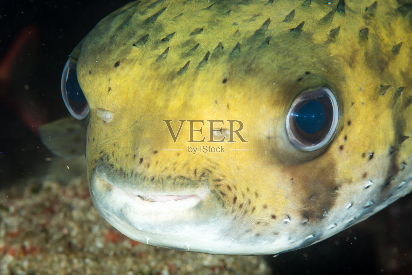 河豚鱼照片摄影图片