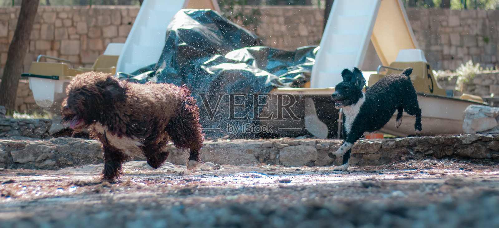 快乐的黑白毛狗追赶棕色卷毛狗。因为湿狗身上的水滴四处飞溅而停止了运动照片摄影图片