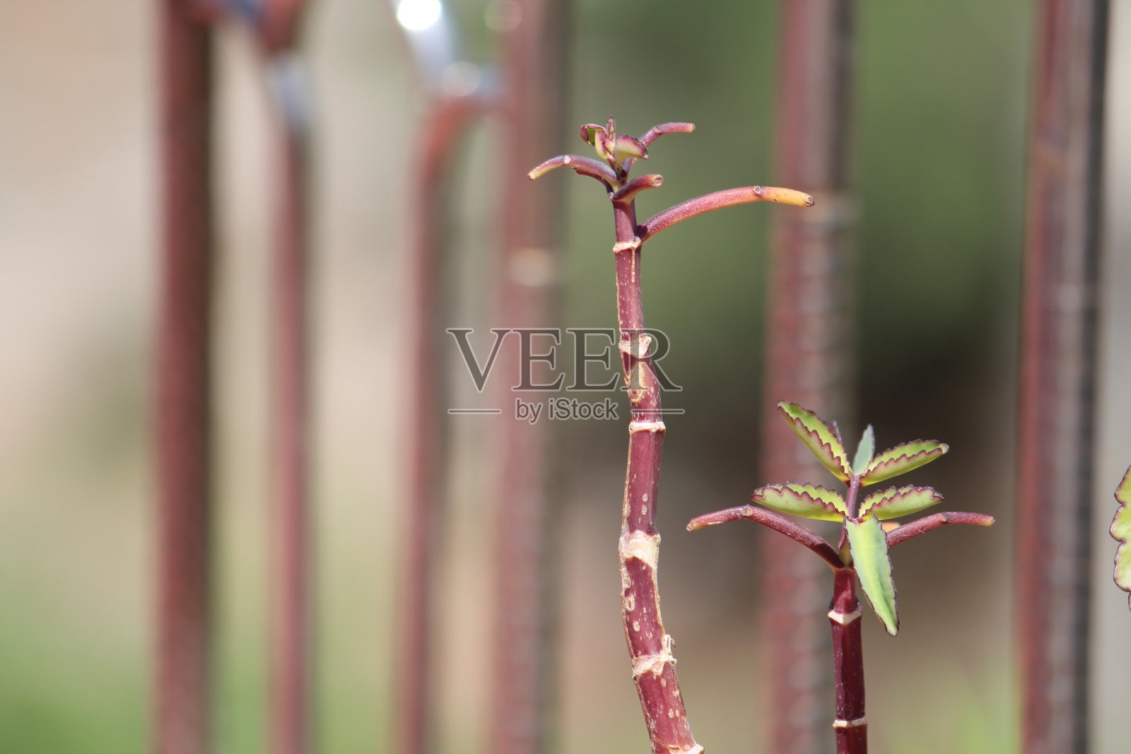 绿色植物小叶子照片摄影图片
