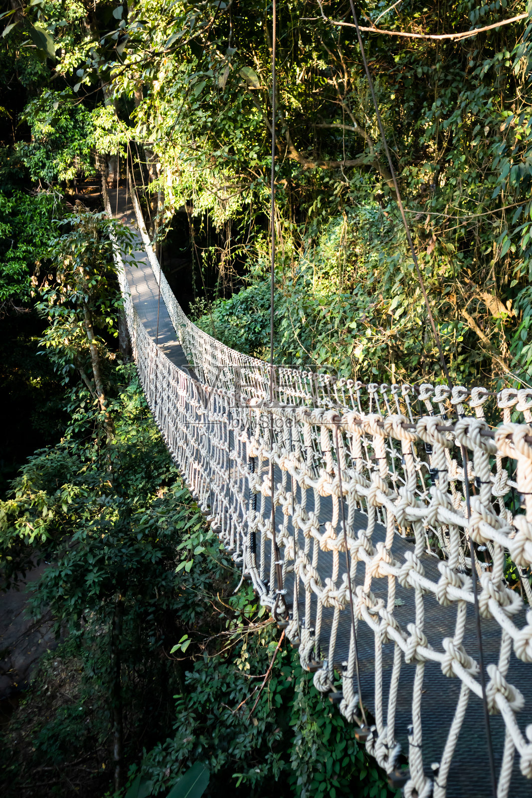 悬索桥悬挂在丛林中照片摄影图片