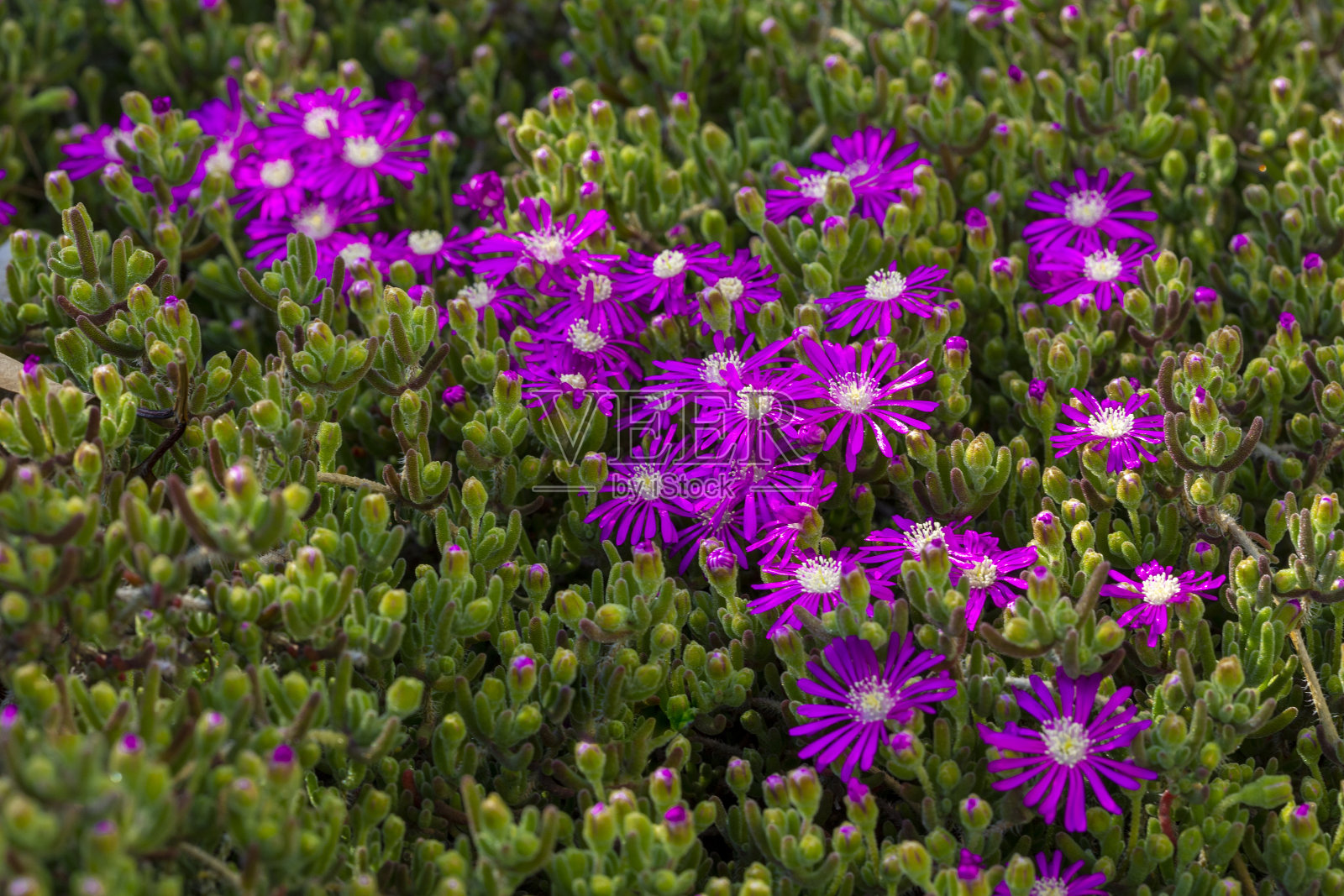 春天树枝上的花朵照片摄影图片