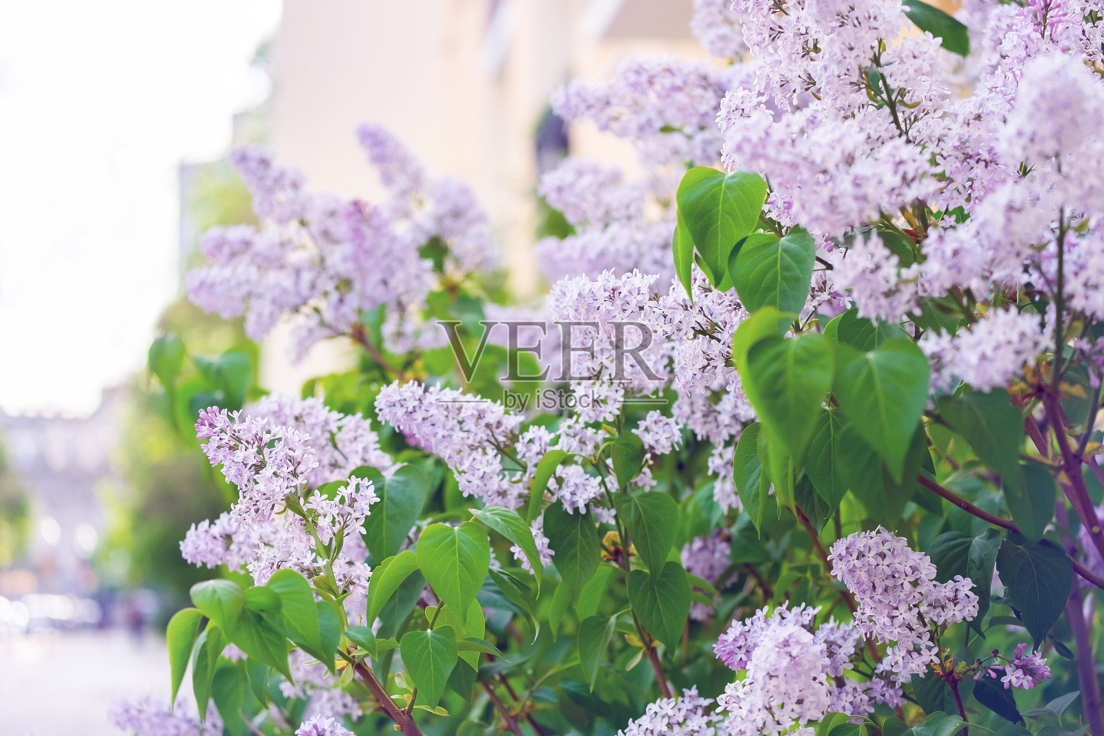 一个美丽的丁香花枝的特写。照片摄影图片