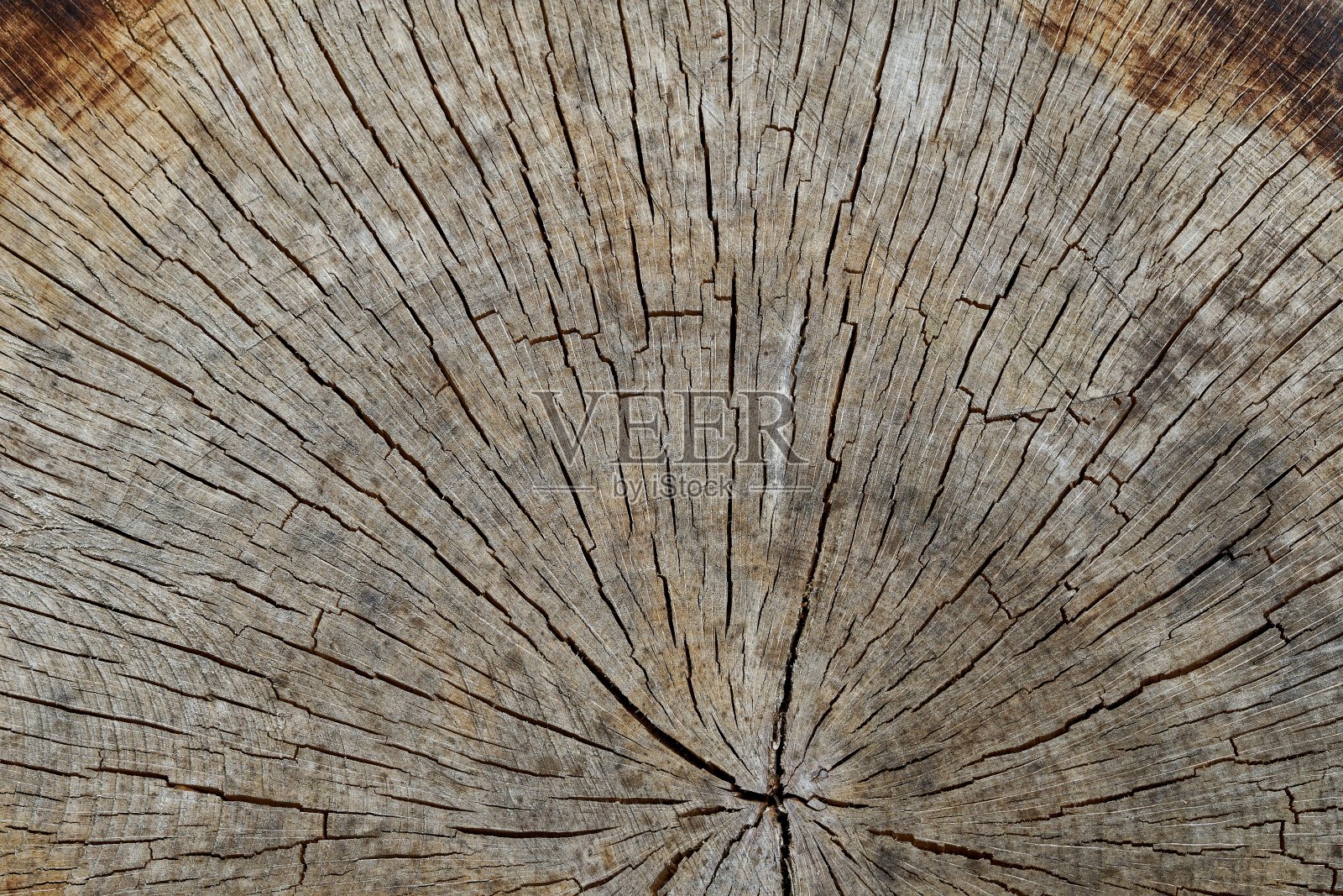 一个带有年轮和裂缝的树木薄片的特写照片摄影图片