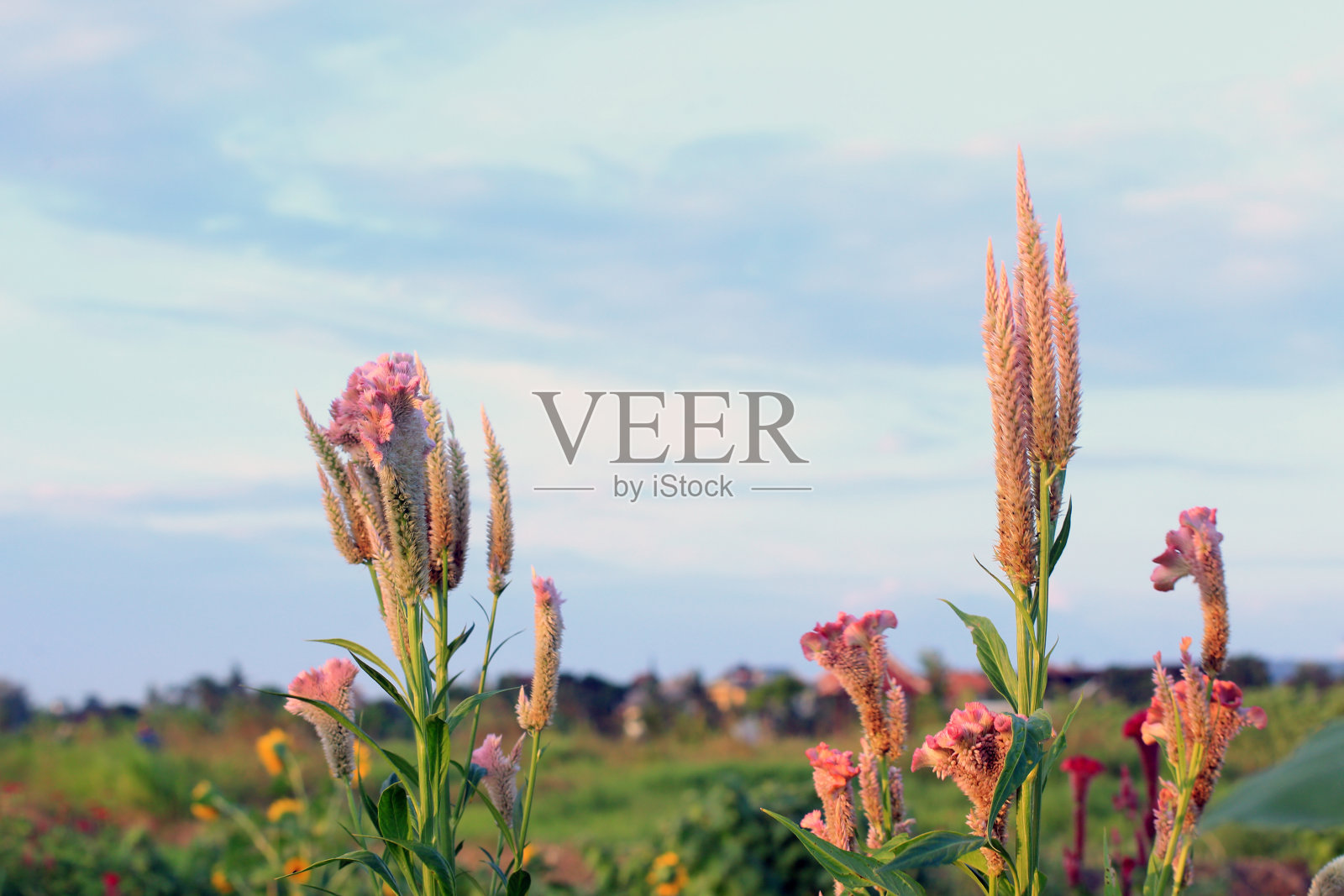 鸡冠花在花园里明亮的蓝色天空的背景。照片摄影图片
