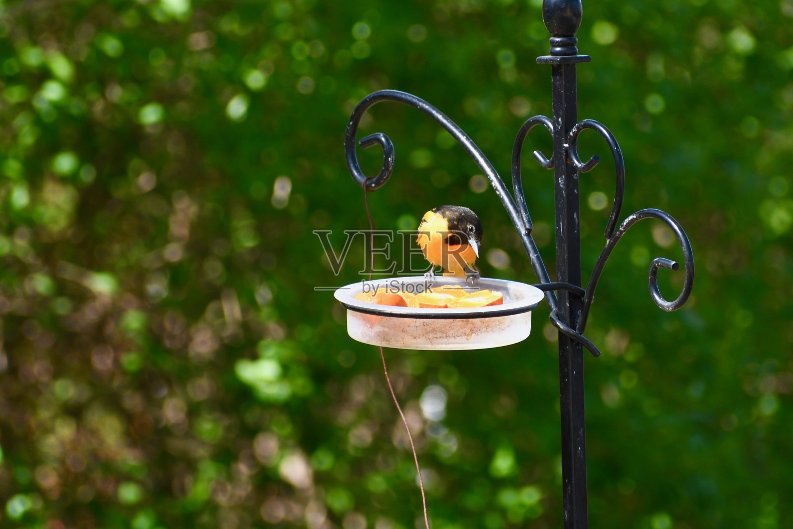 巴尔的摩金莺照片摄影图片