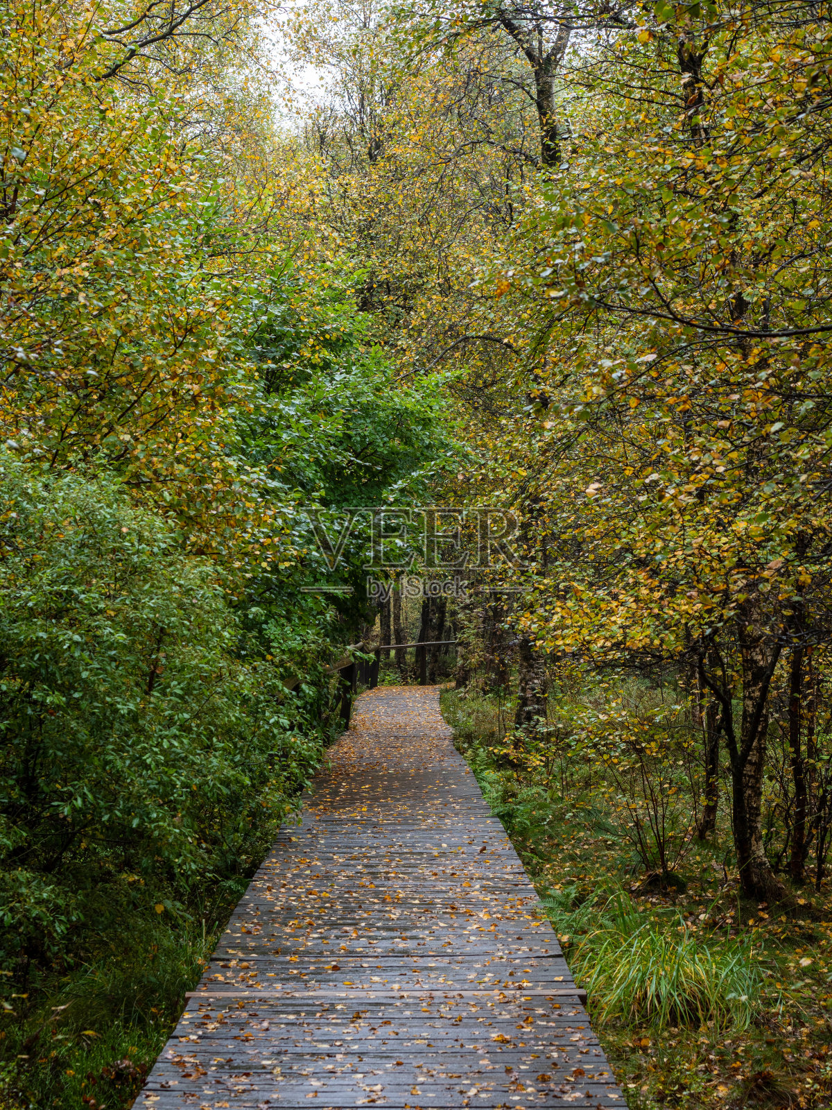 穿过红色沼泽的木制人行道在Rhön照片摄影图片