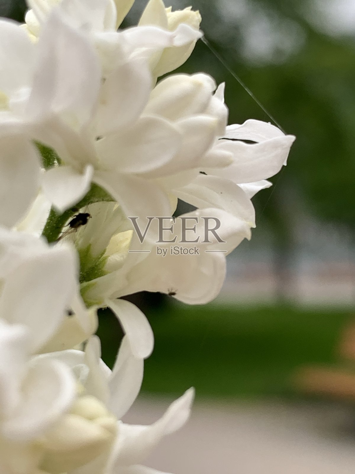 白色的丁香花,上面有一只小苍蝇照片摄影图片