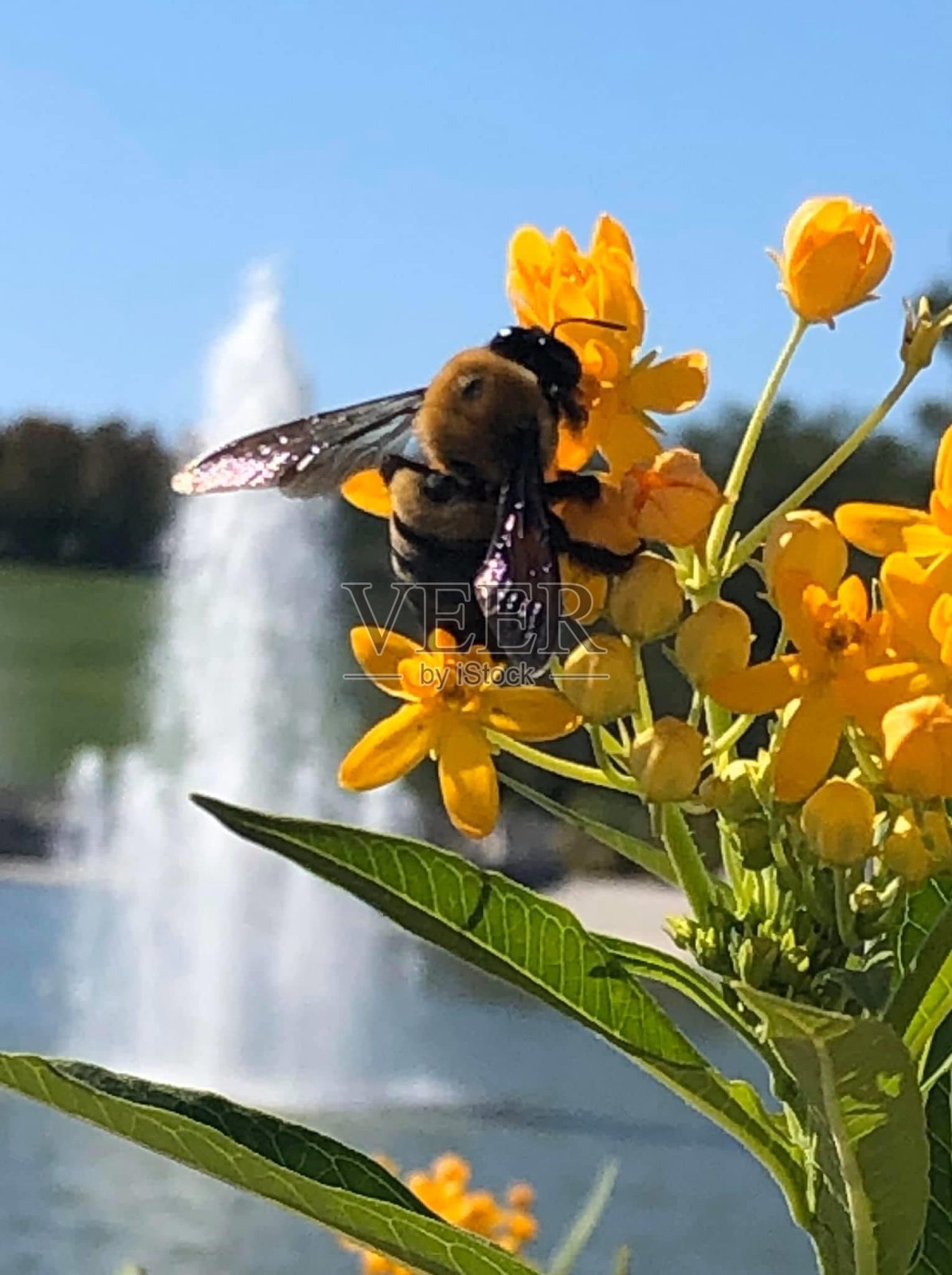 蜜蜂蜜蜂蜜蜂照片摄影图片