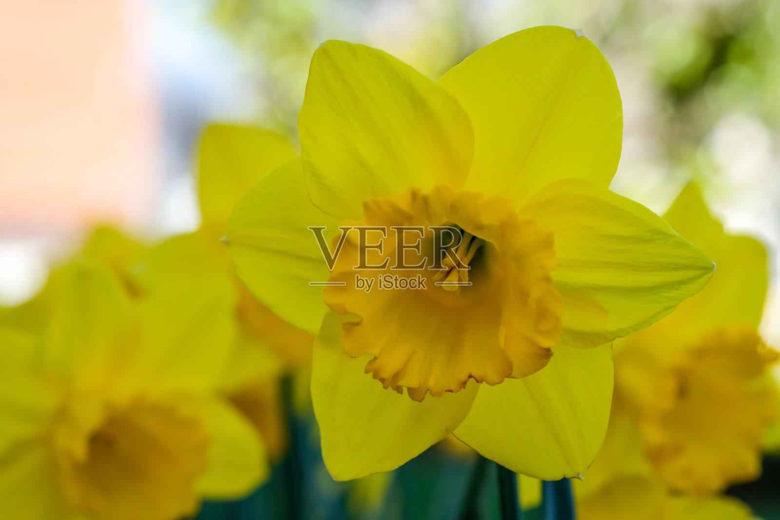 春天的第一株水仙花在花园里照片摄影图片