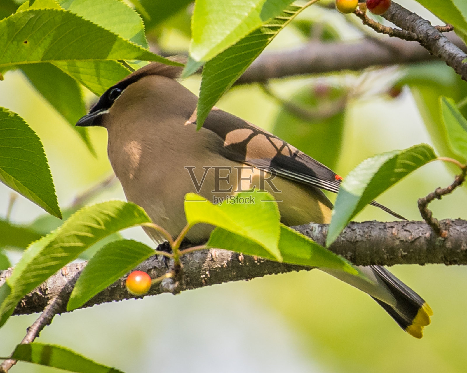 雪松蜡翼鸟在树上寻找浆果作为食物照片摄影图片