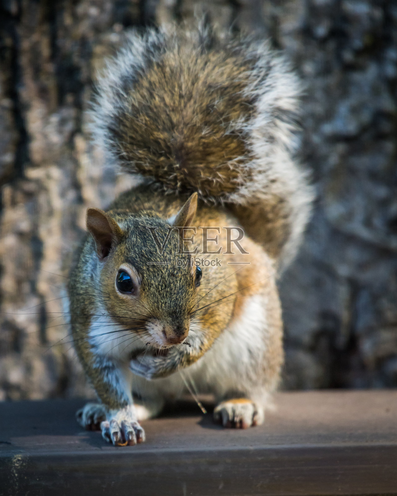 院子里的松鼠照片摄影图片
