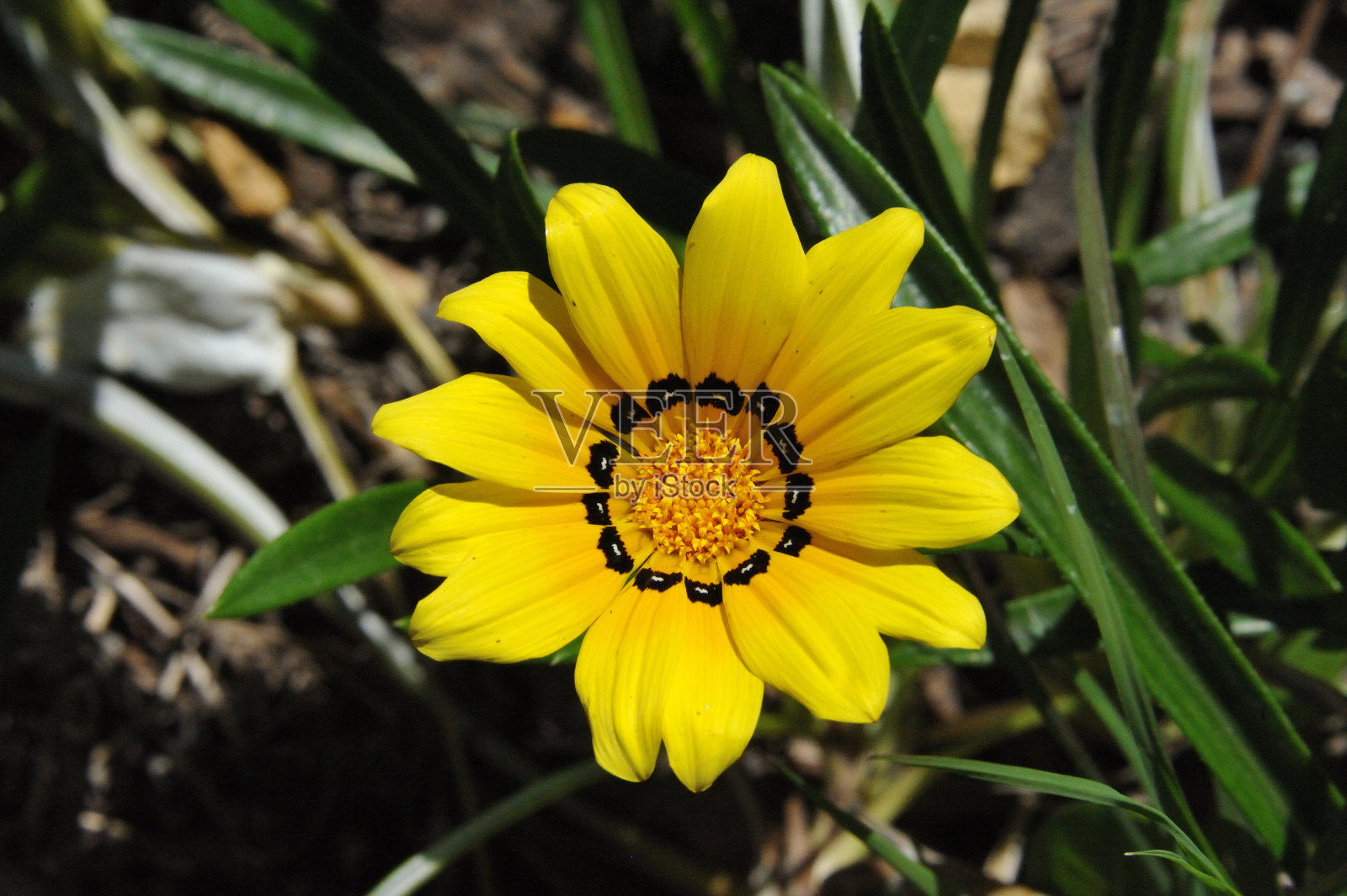 黄色的原产地照片摄影图片