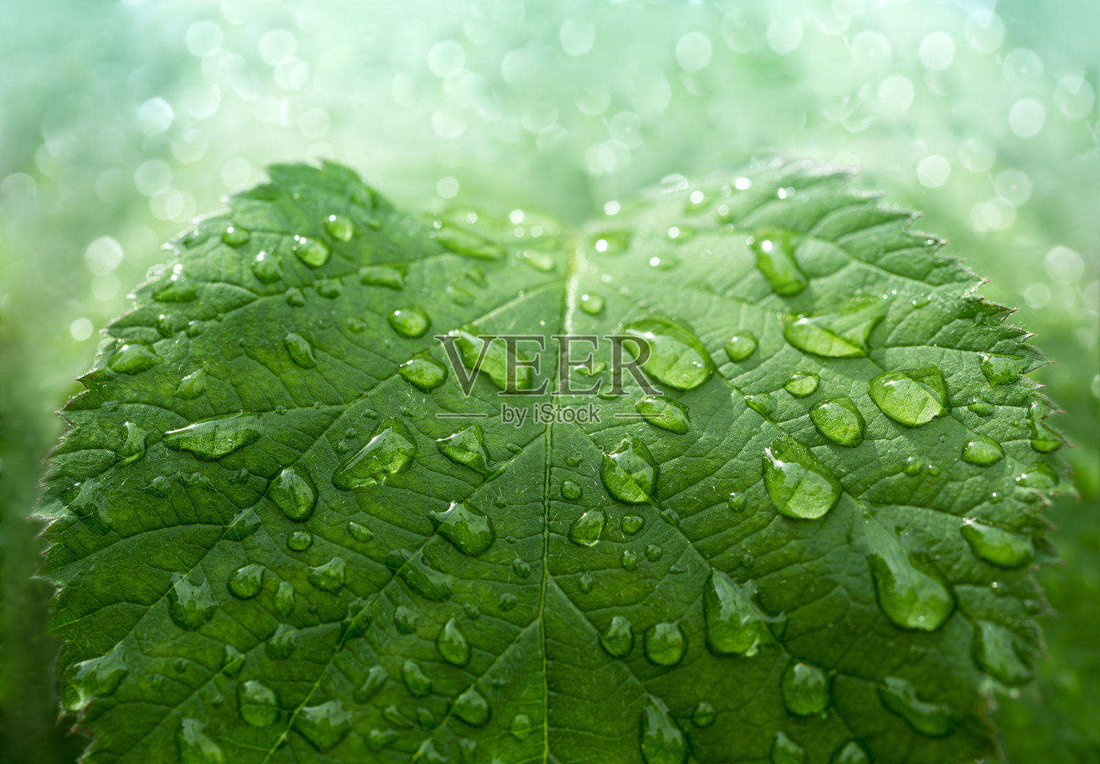 叶子上的水滴照片摄影图片