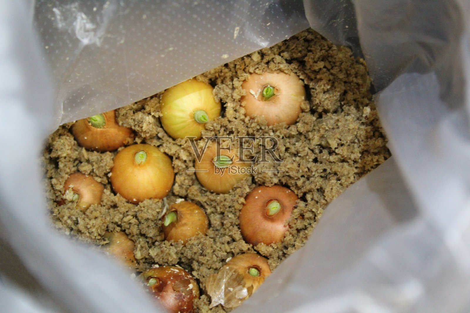 在家里用塑料袋种洋葱照片摄影图片