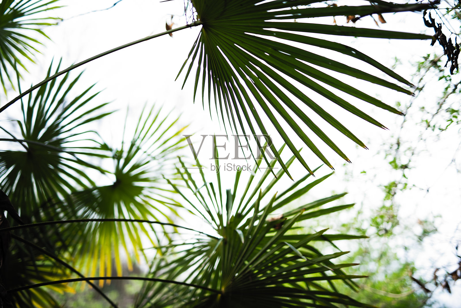 棕榈叶尖尖的顶着天空,热带树照片摄影图片