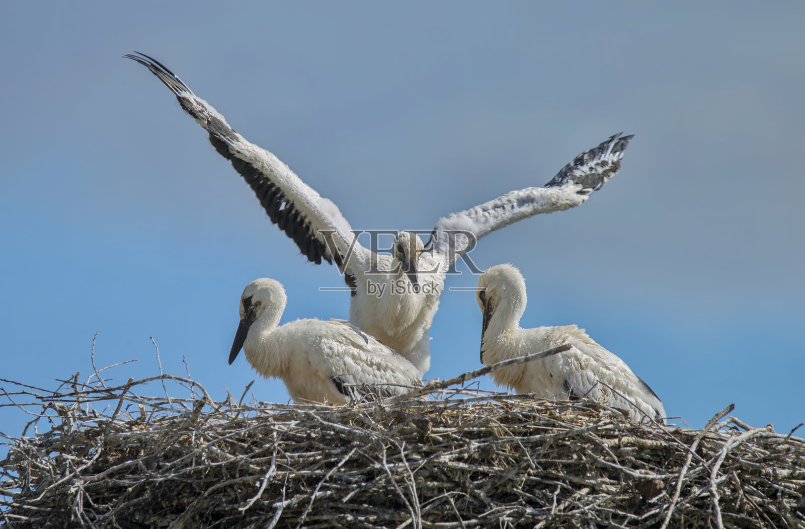 鹳鸟独自在巢里照片摄影图片