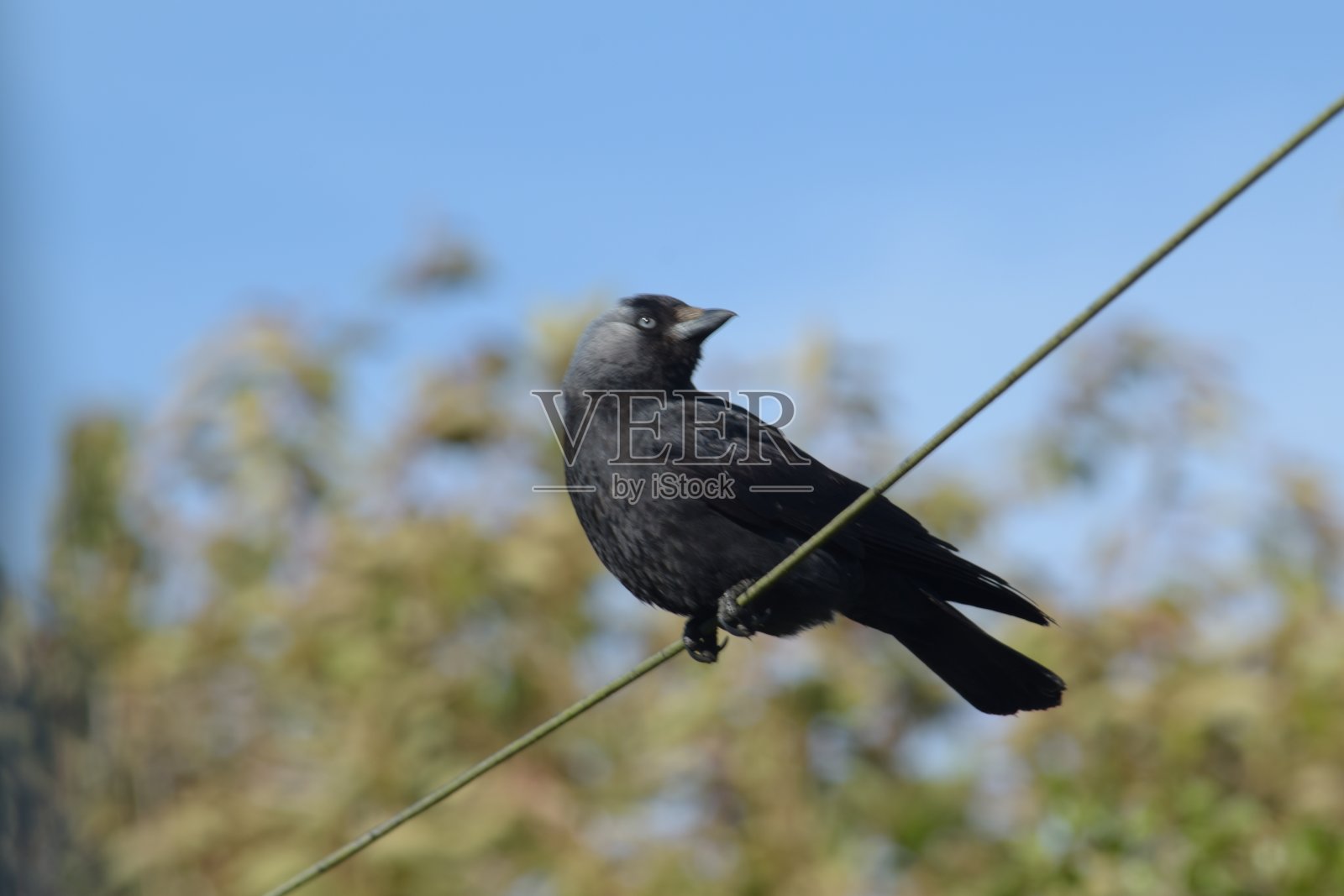 栖息在电话线上的寒鸦照片摄影图片