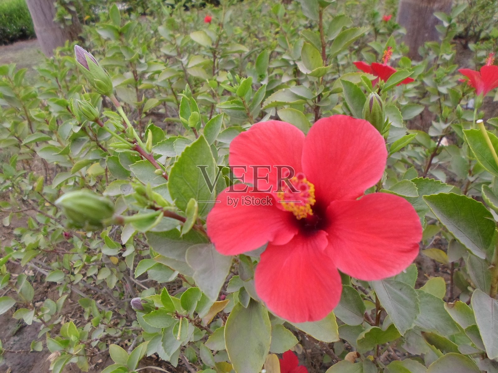 美妙大自然中美丽的植物照片摄影图片