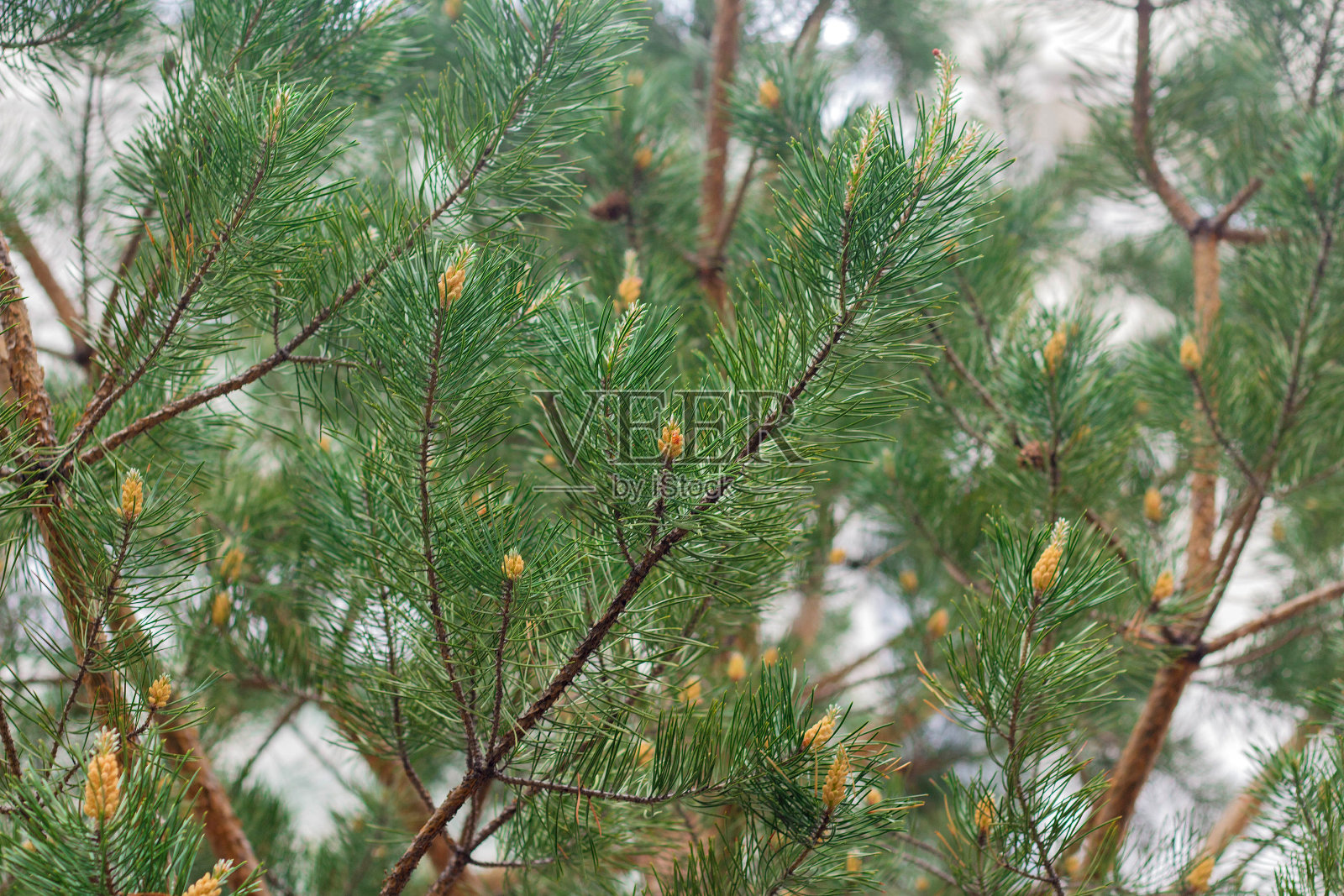 带有小球果的小松树枝照片摄影图片