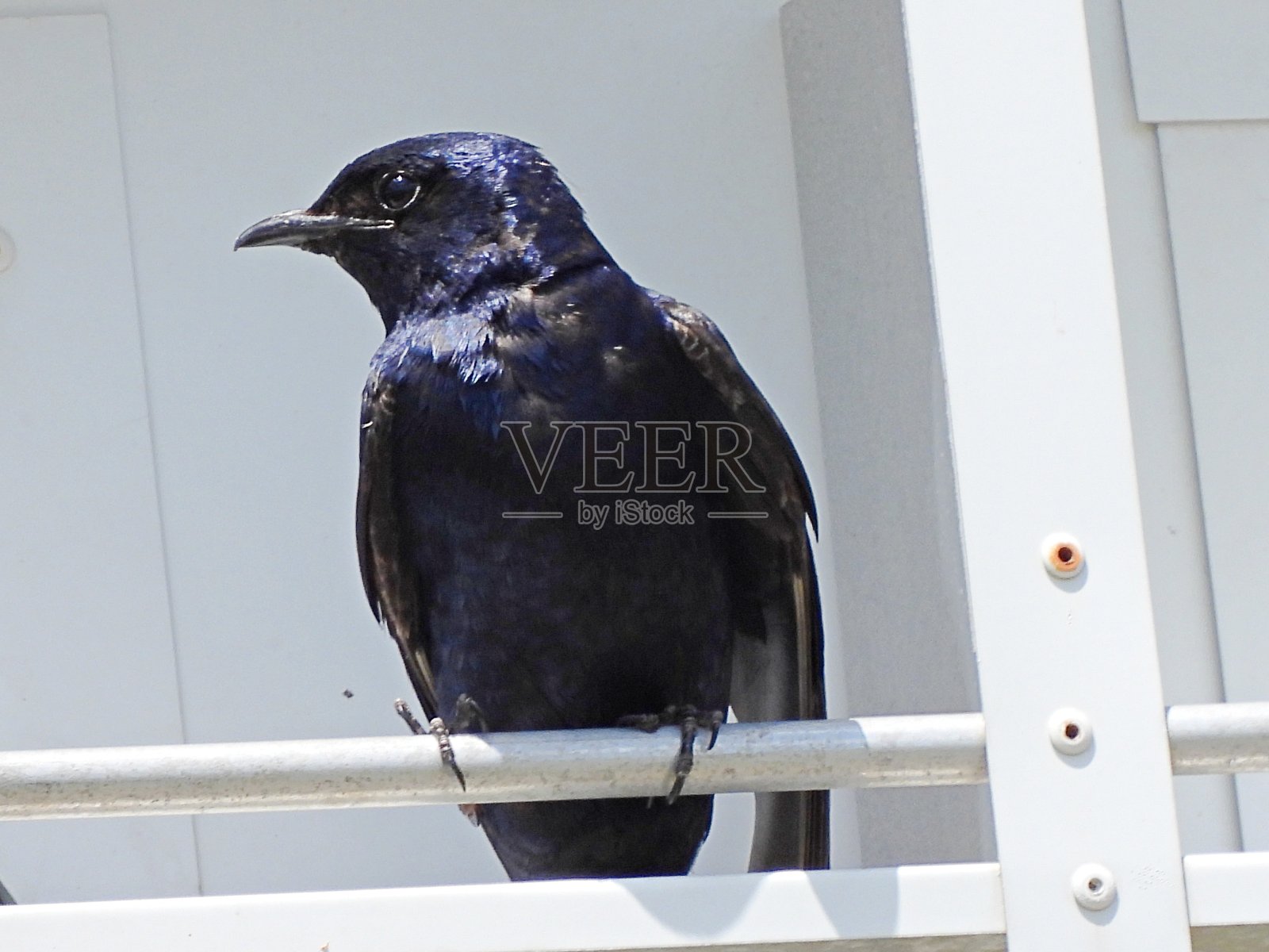 雄性紫马丁(Progne subis)栖息在一个鸟舍照片摄影图片