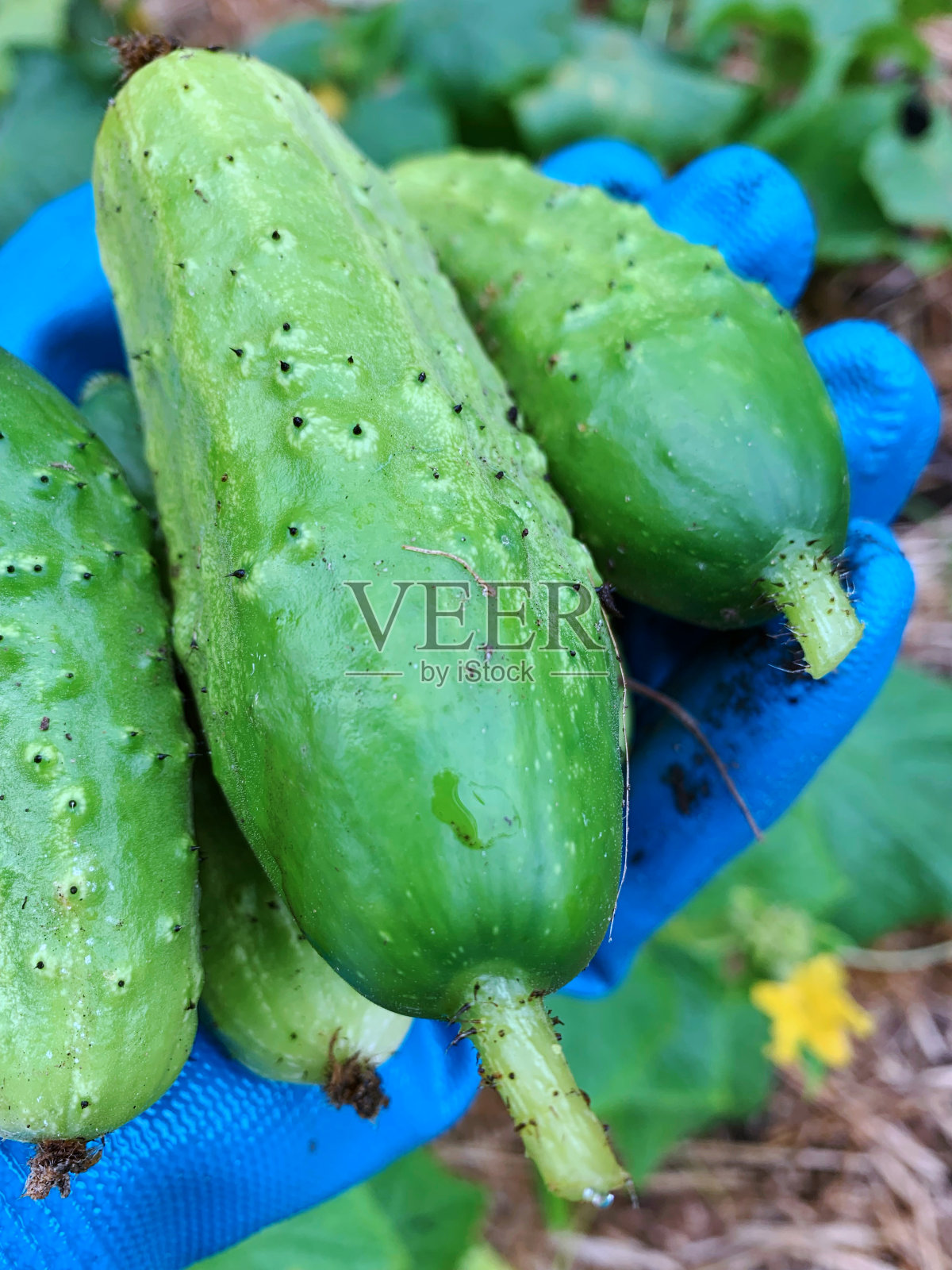 新鲜黄瓜收获自乡村蔬菜园照片摄影图片