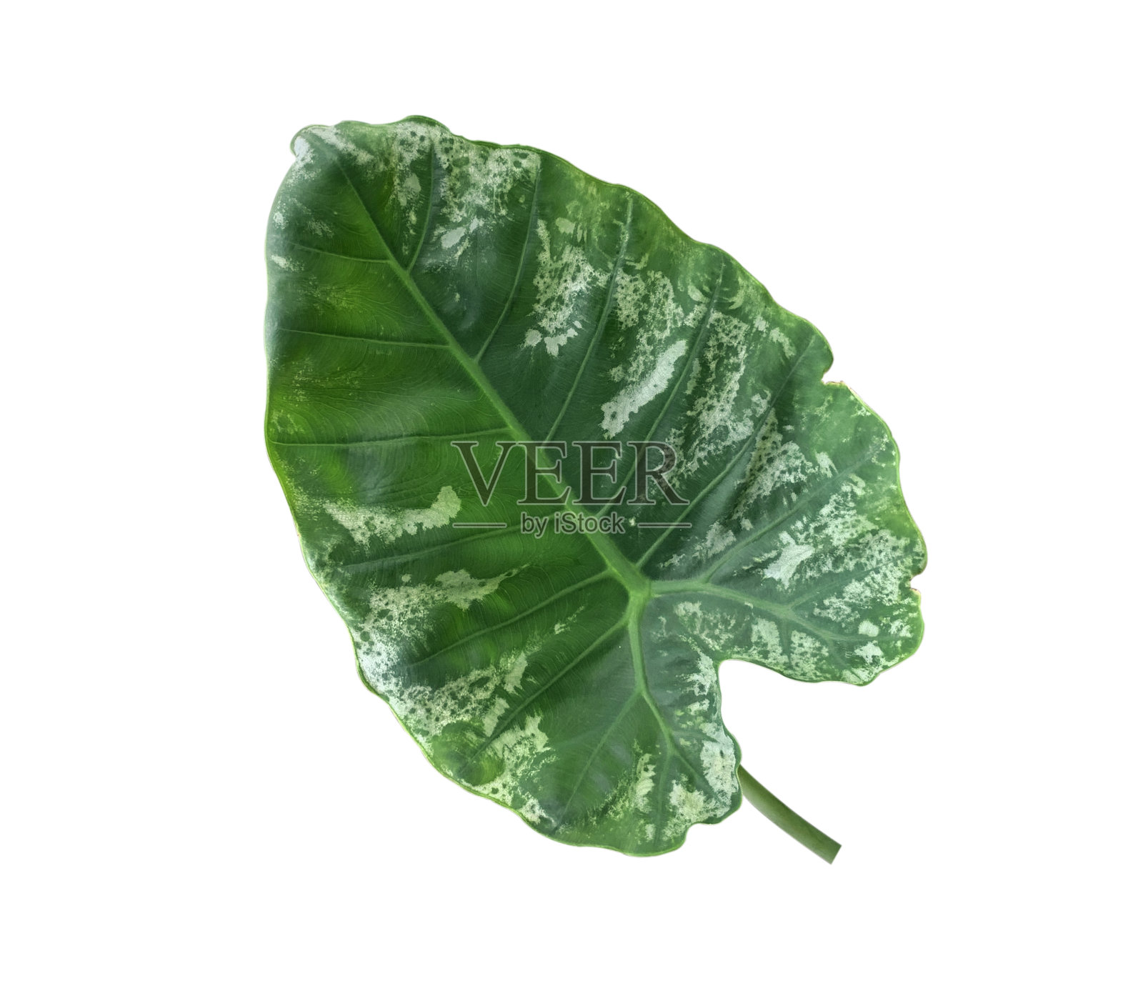 自然照片摄影图片