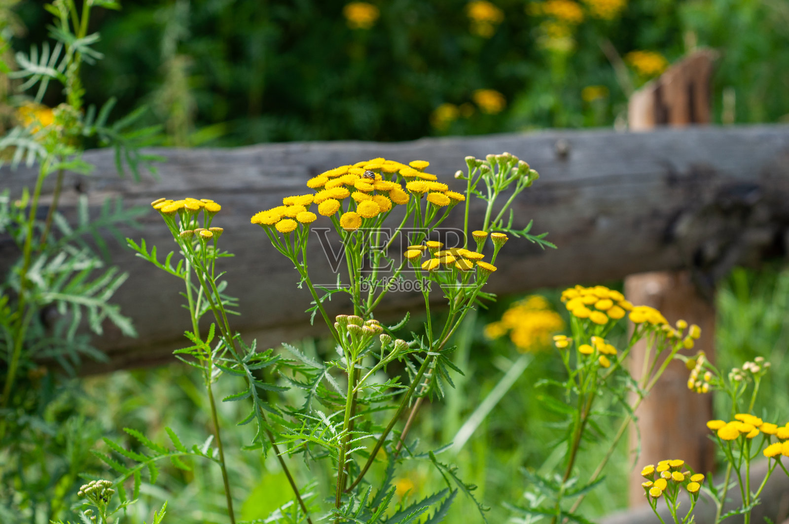 美丽的黄色蓍草,夏季草本植物。普通蓍草或蓍草(千叶蓍草)花。西洋蓍草,夏季草本植物照片摄影图片