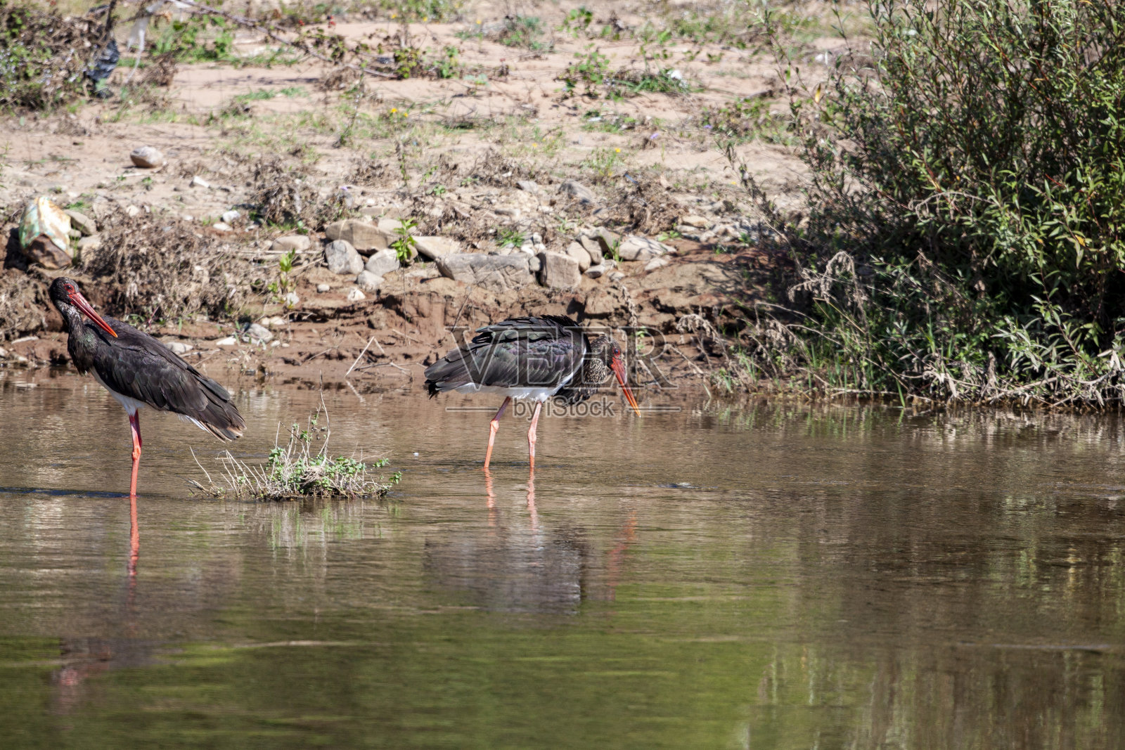 黑鹳,黑鹳,水中的一只鸟。照片摄影图片