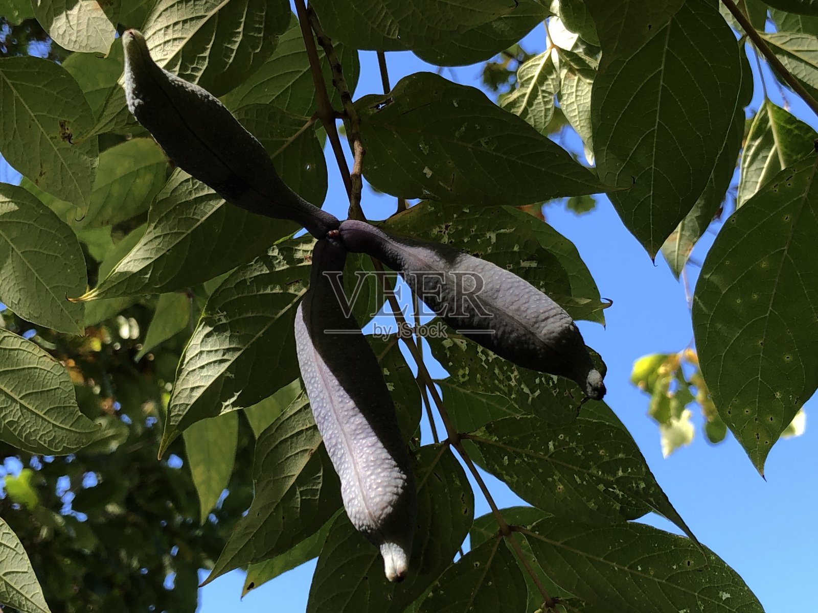 蓝豆灌木或中国蓝黄瓜-瑞士圣加仑植物园/瑞士圣加仑植物园照片摄影图片