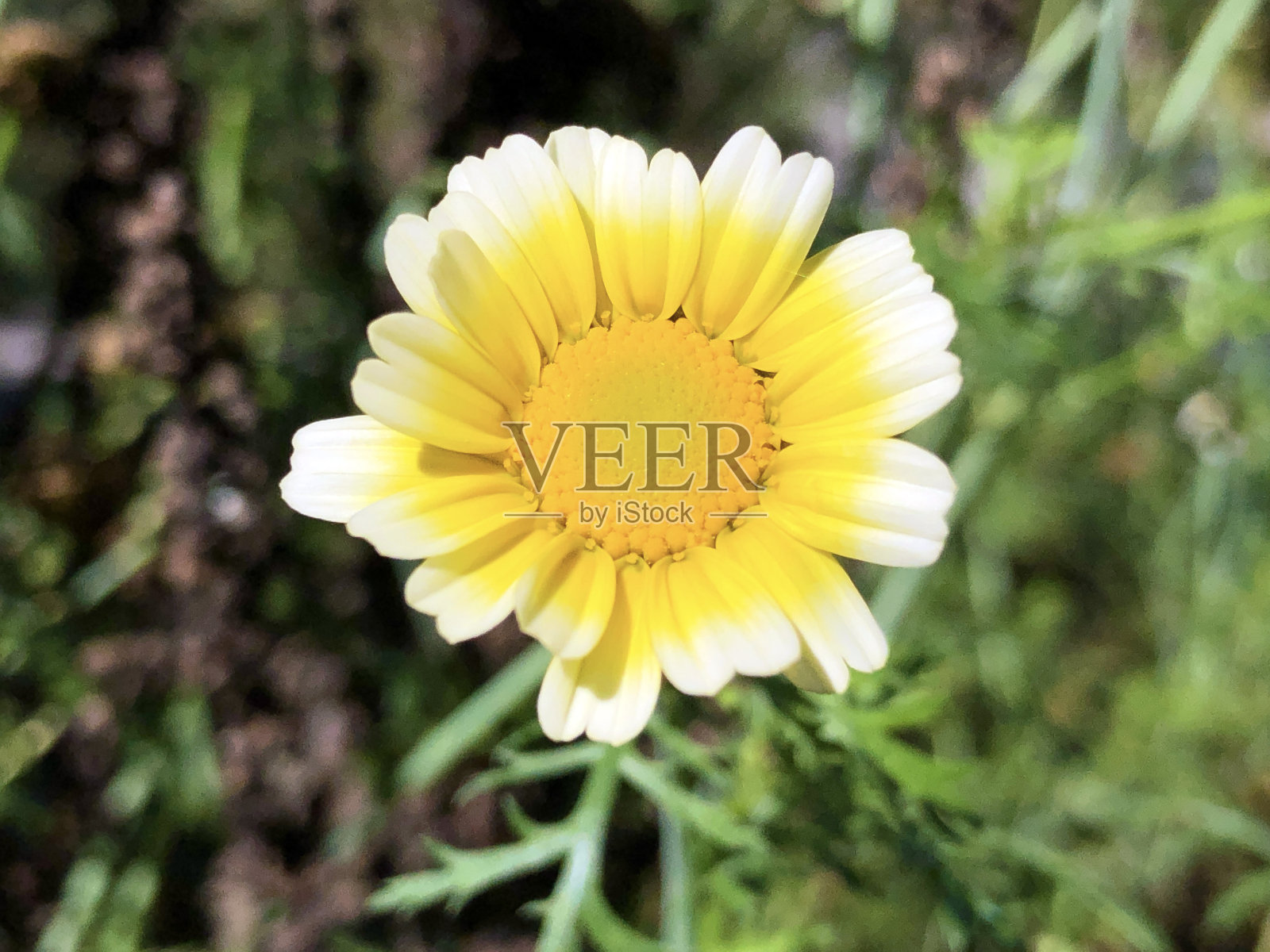 Ismelia carinata(菊花carinatum Schousb.)或彩色高利贷花-瑞士圣加伦植物园/瑞士圣加伦植物园照片摄影图片