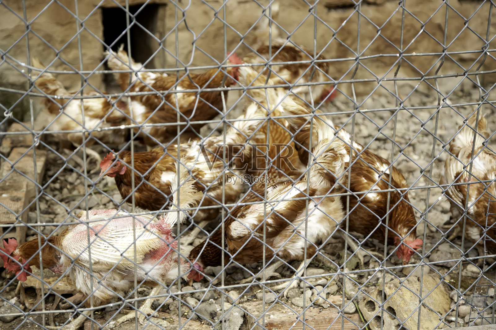 在畜栏里吃的鸡照片摄影图片
