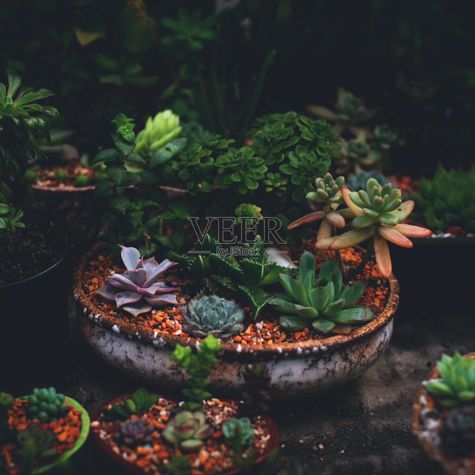 自然背景有一种沙漠的仙人掌生长在温暖的房子里。照片摄影图片