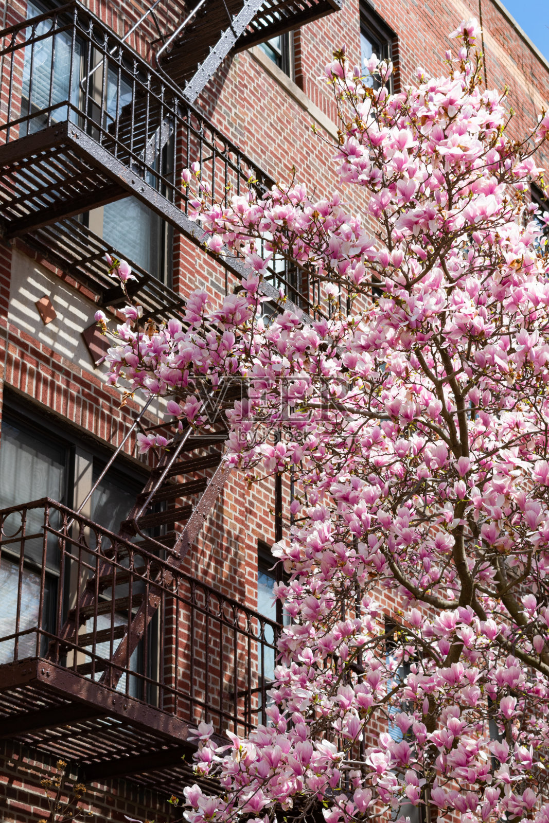 美丽的粉红色木兰花树在春天旁边的消防逃生在阿斯托里亚皇后区纽约公寓大楼照片摄影图片