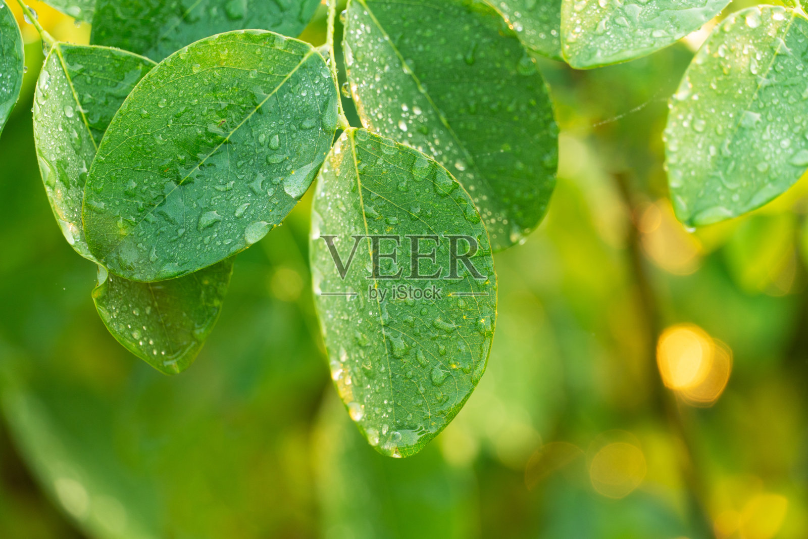 水露珠在绿色的叶子上的夏天早晨的自然背景照片摄影图片