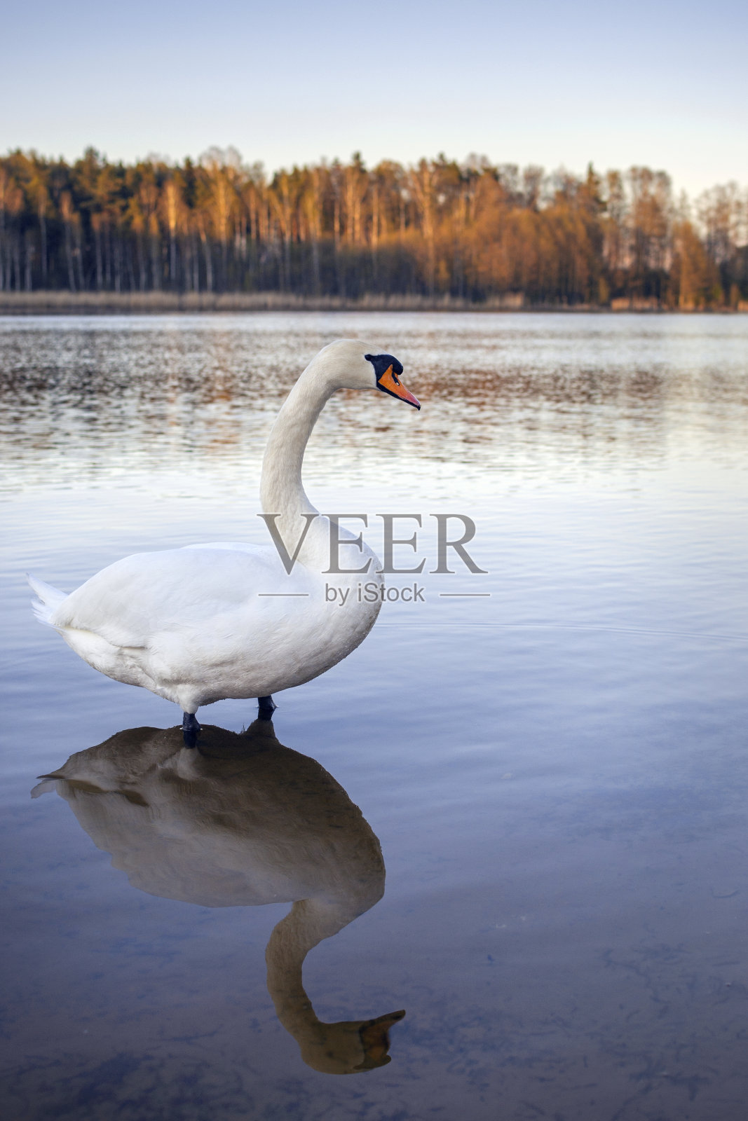 一只成年的单身白天鹅在森林里的一个湖里。鸟在水中的倒影。阳光下的树在背景。照片摄影图片