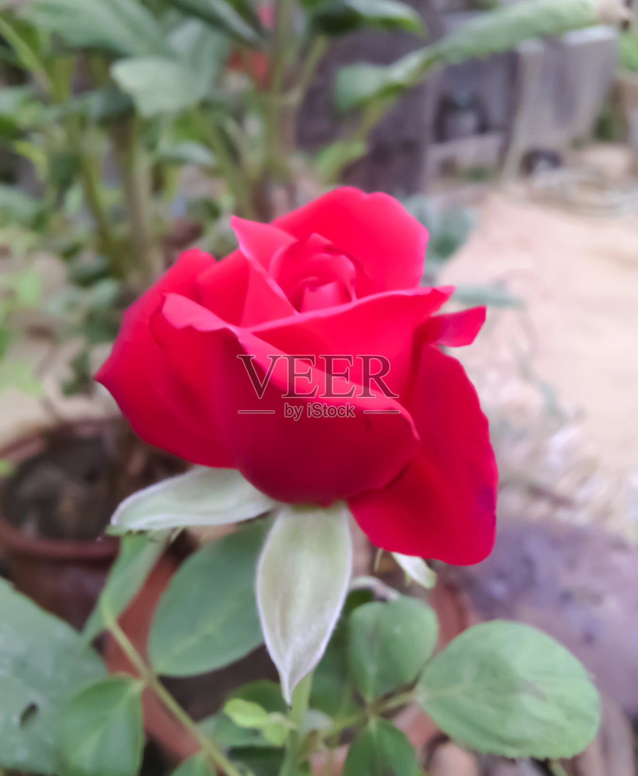 我花园里的红玫瑰。照片摄影图片