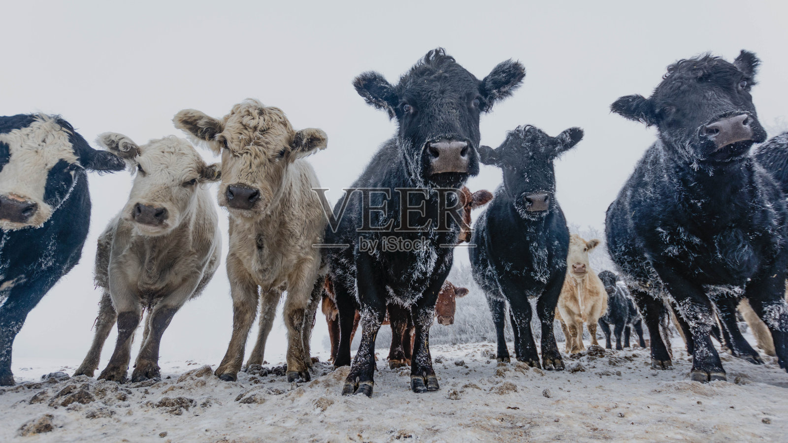 冬天喂牛照片摄影图片