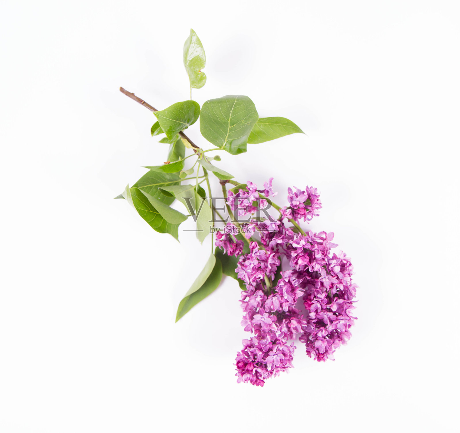 白色背景上的丁香照片摄影图片