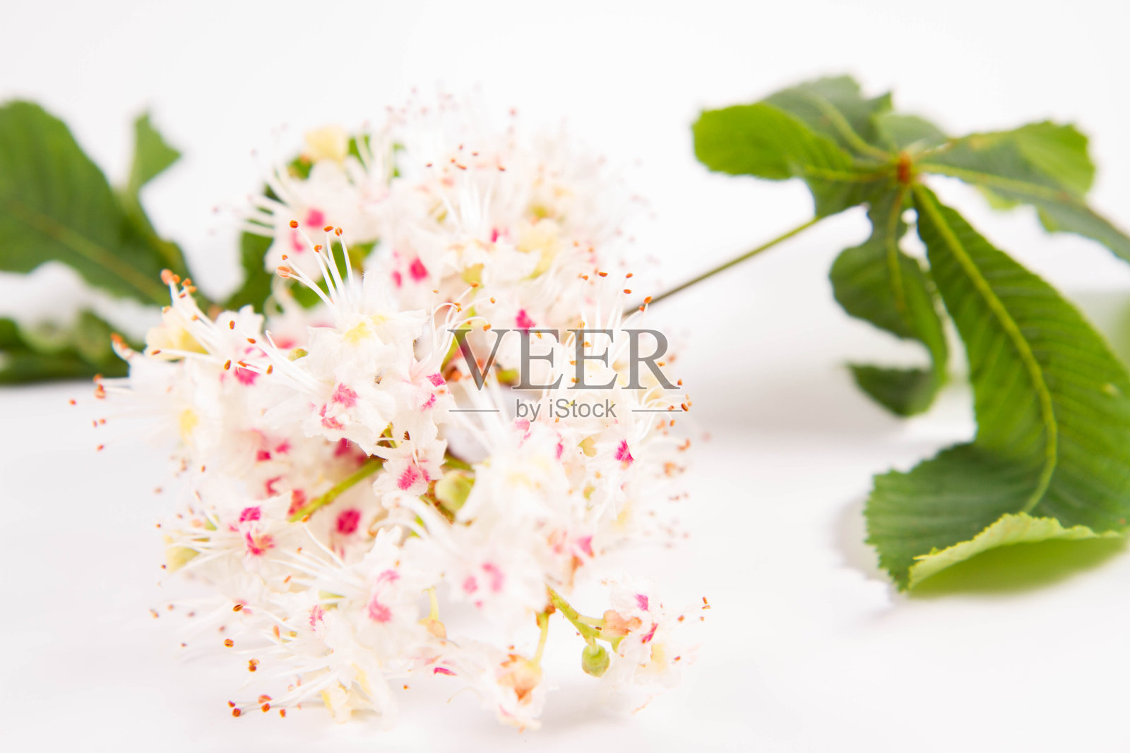 七叶树分支照片摄影图片