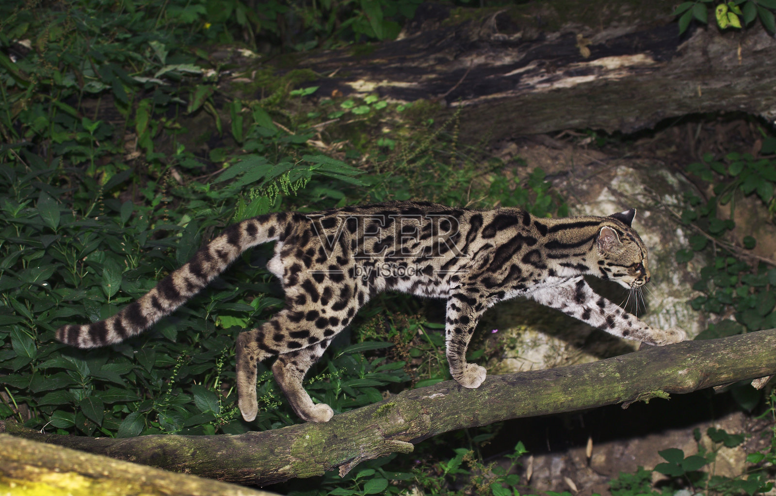 玛姬猫豹维迪,成体枝上照片摄影图片