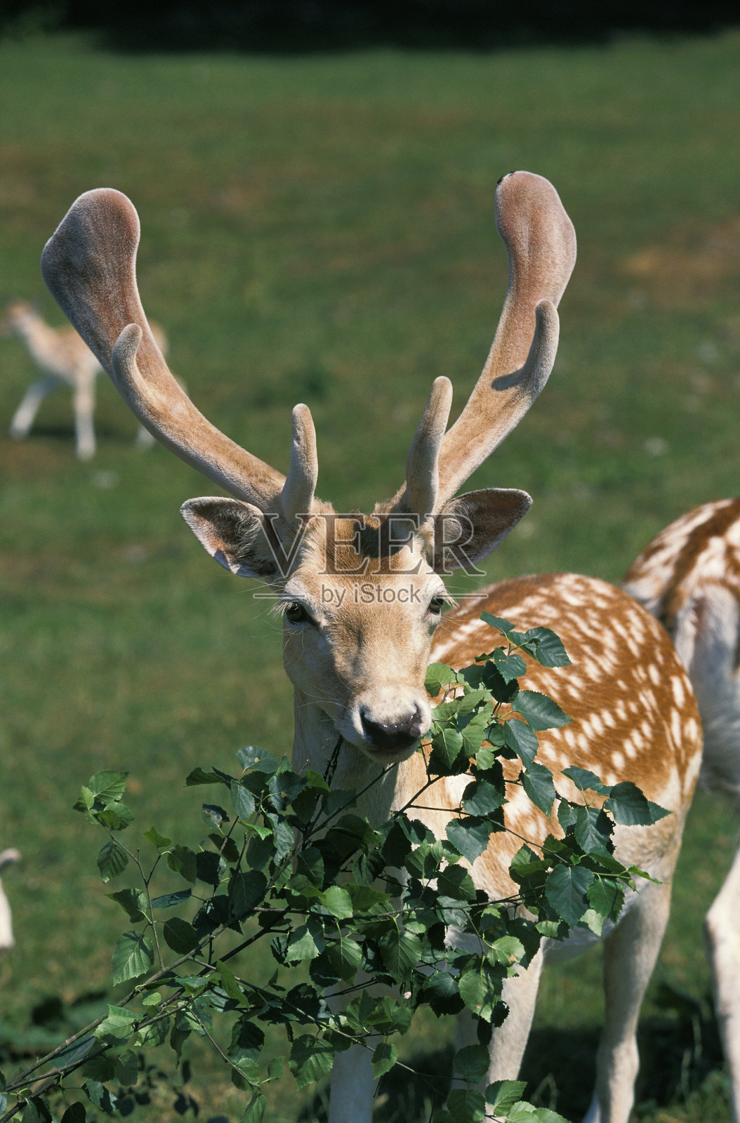 小鹿叽叽叽,大人吃树叶照片摄影图片
