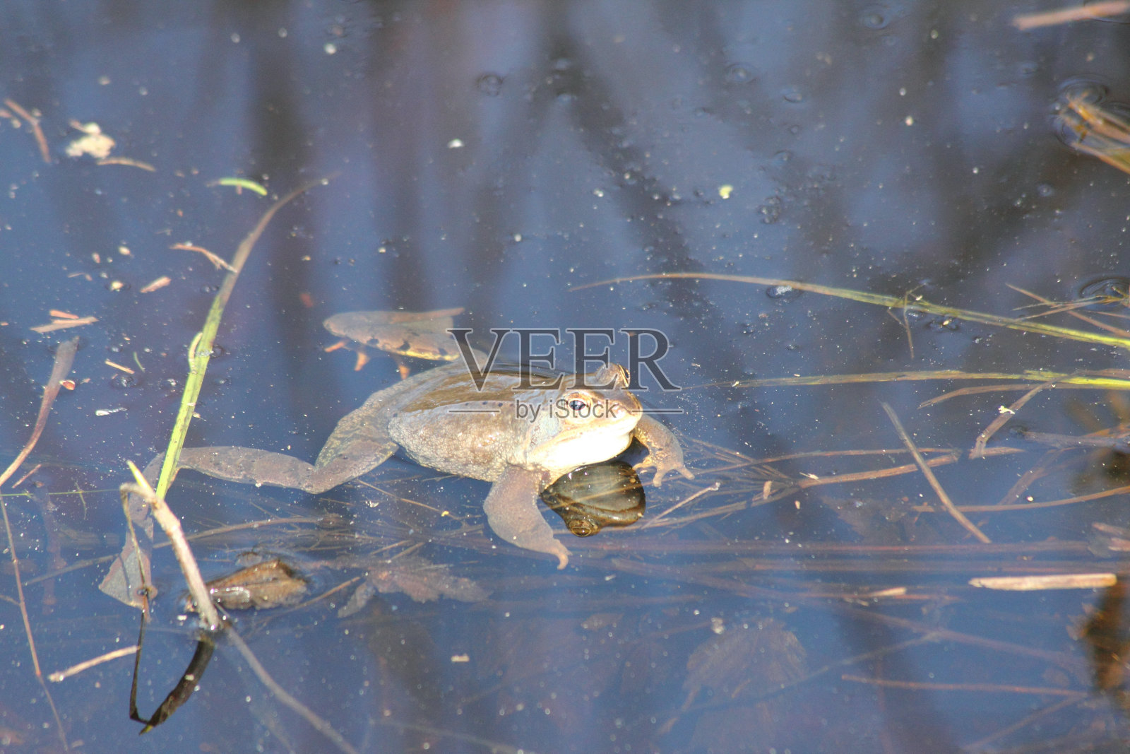 青蛙照片摄影图片