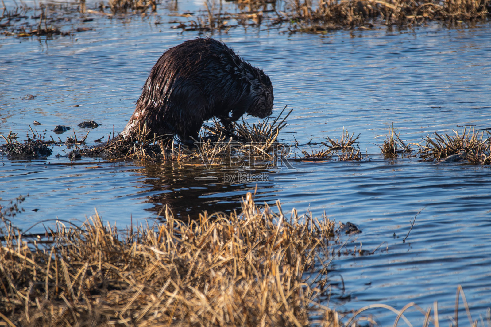 春天的北美海狸照片摄影图片